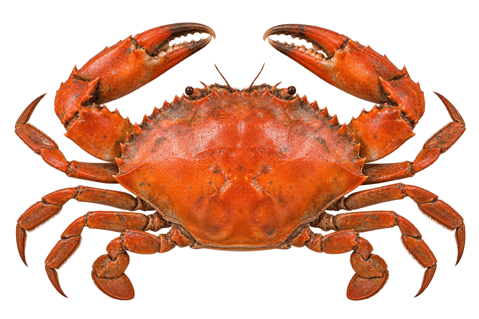 Top-down cooked mud crab with both claws and all walking legs visible