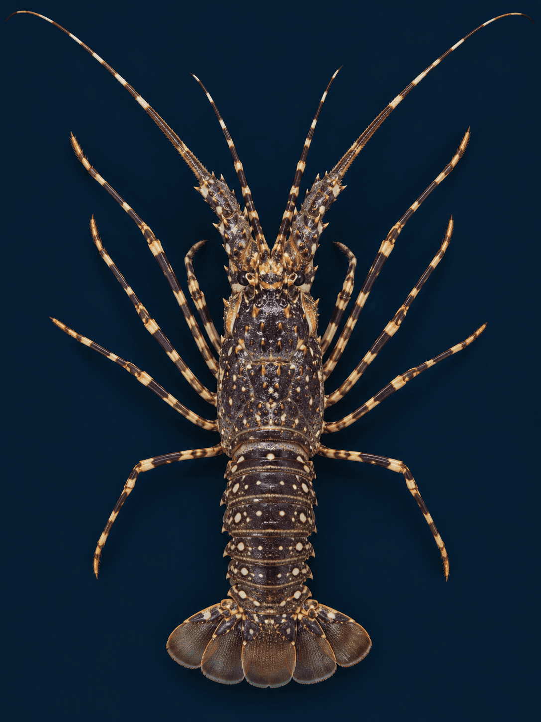 Top-down portrait of a longlegged spiny lobster with an indigo-brown spotted shell