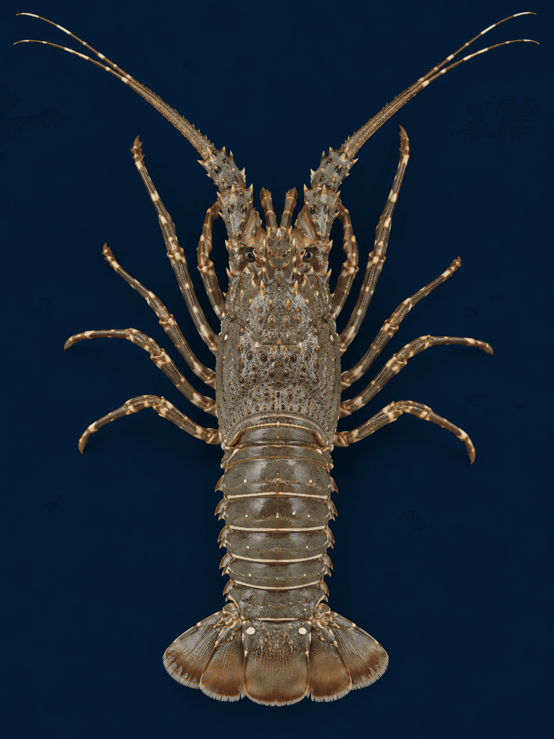Top-down portrait of a mud spiny lobster with an olive-grey shell and pale abdominal bands