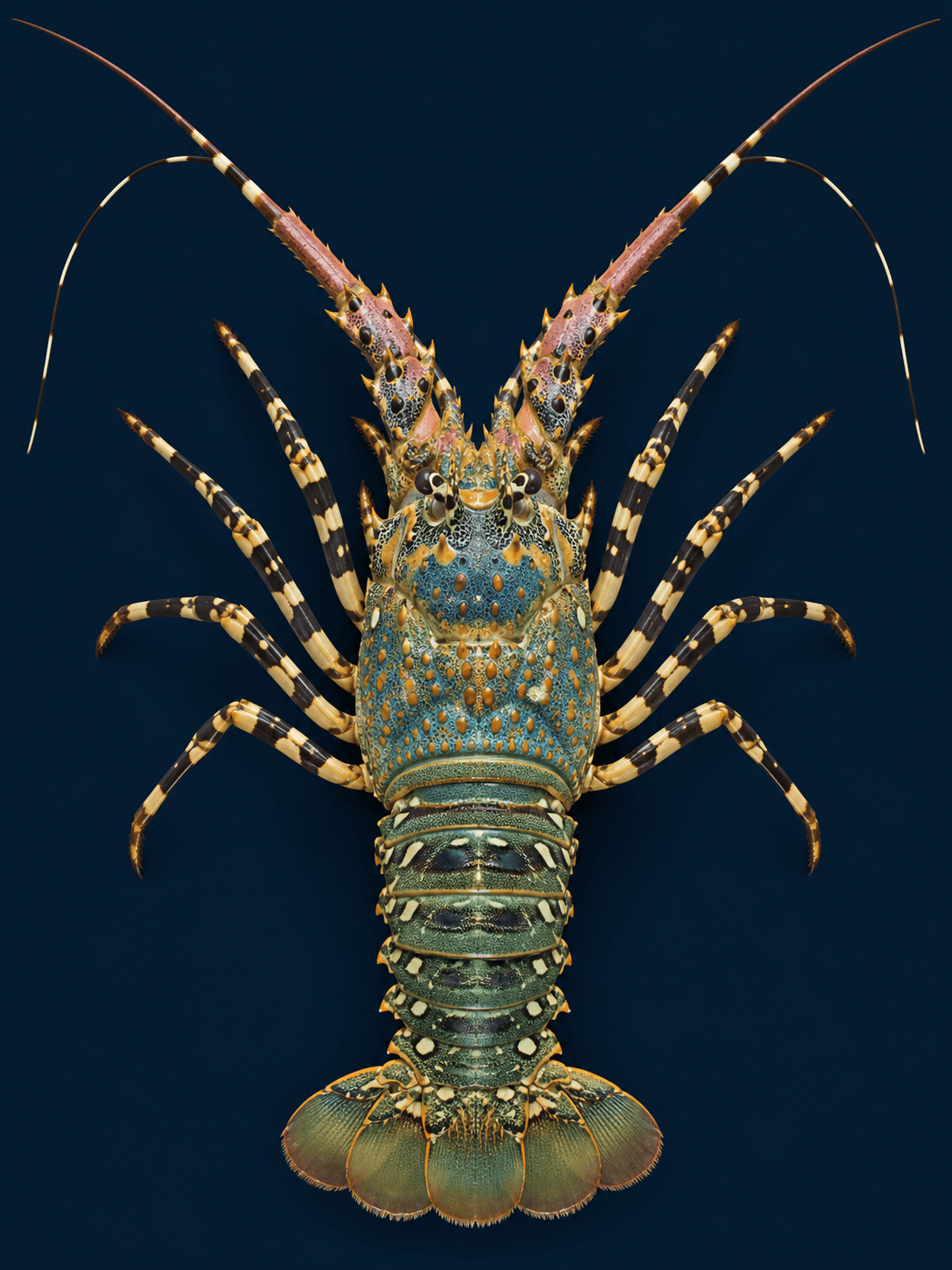Top-down portrait of an ornate spiny lobster with a blue-green and orange patterned shell