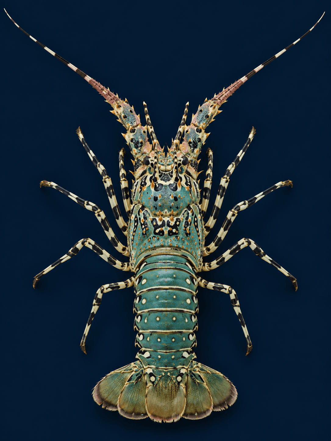 Top-down portrait of a painted spiny lobster with a turquoise shell and striped legs