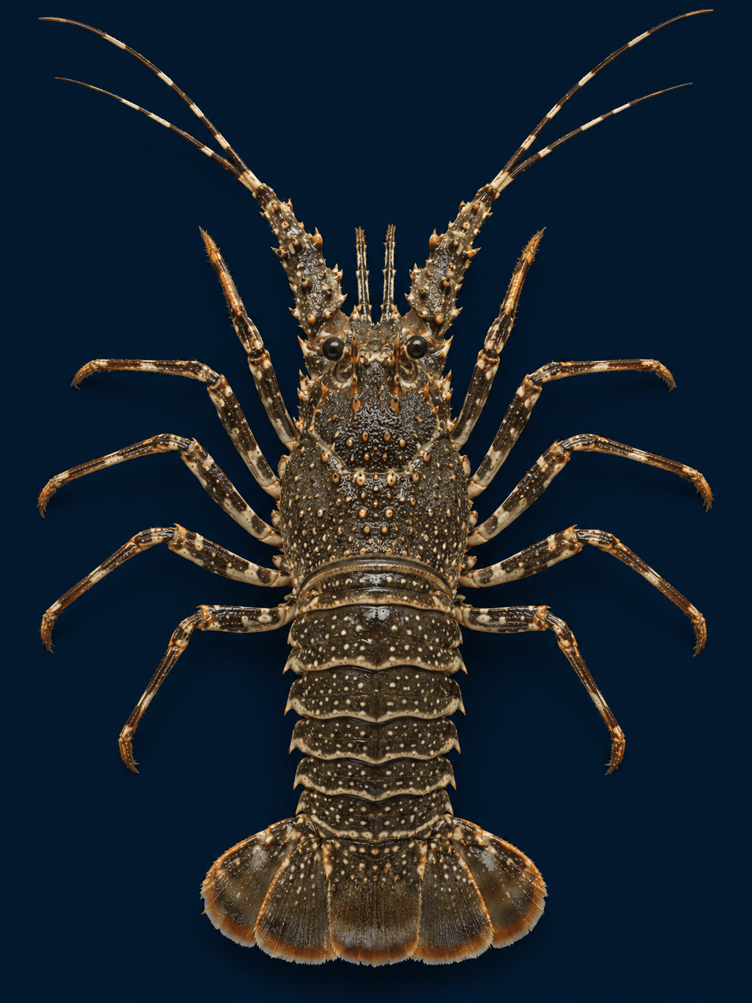 Top-down portrait of a scalloped spiny lobster with a dark olive-brown spotted shell