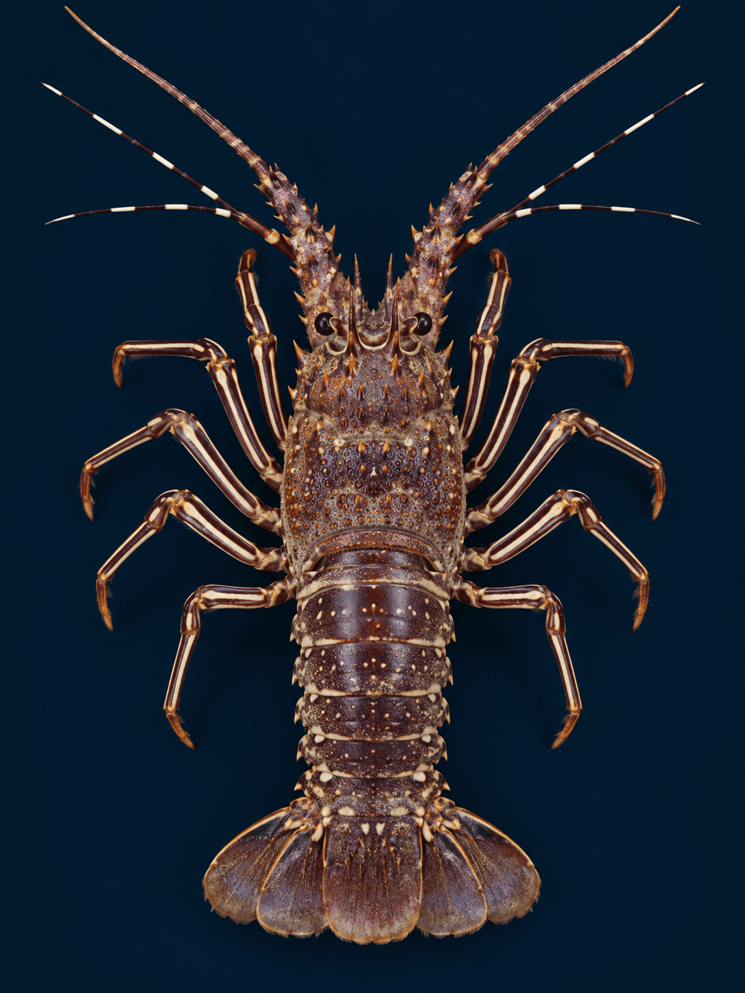 Top-down portrait of a stripe-leg spiny lobster with a reddish shell and distinctly banded legs