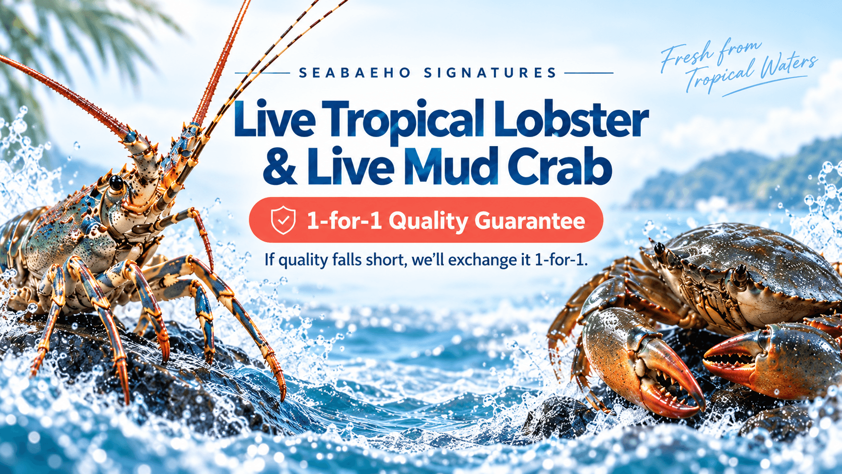 SeaBaeHo signatures: live tropical lobster and live mud crab, fresh from tropical waters. 1-for-1 quality guarantee: if quality falls short, we’ll exchange it 1-for-1.