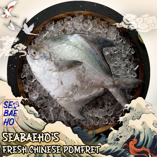 Chinese Pomfret 斗鲳鱼