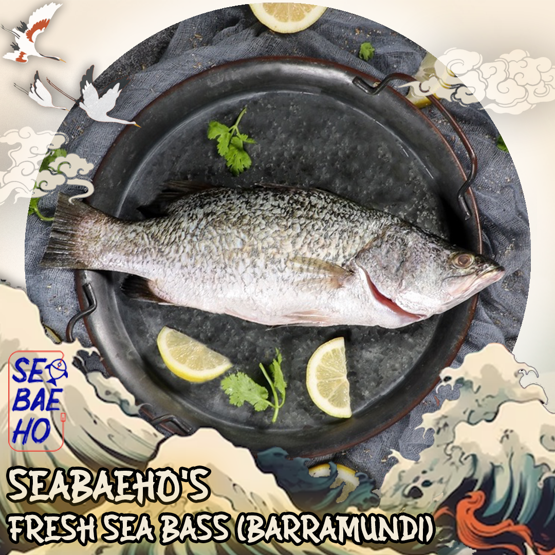 Seabass (Barramundi)  金目鲈